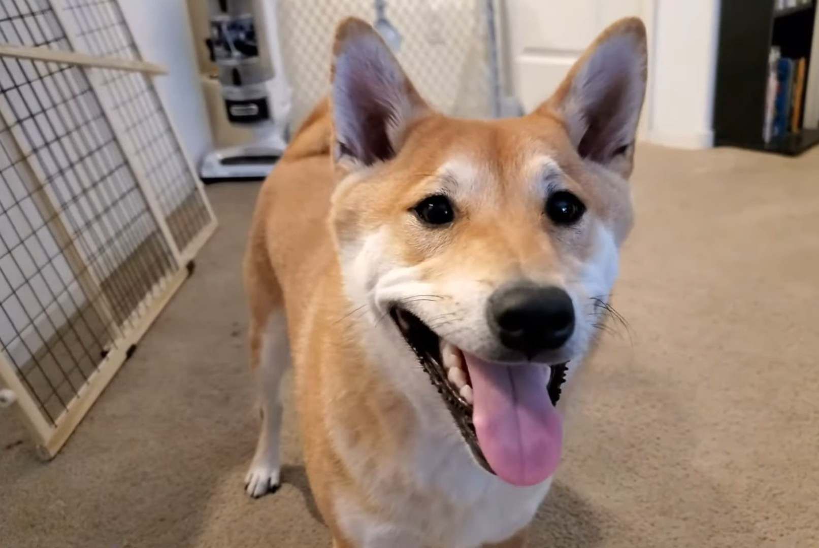 You can watch this dog speedrun an NES game live today